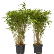 Bamboe - Set van 2 - Fargesia nitida 'Gansu' - Hoogte 50-70cm - ?17cm