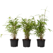 Blauwe bamboe - Set van 3 - Fargesia papyrifera 'Grex' - Hoogte 30-40c...