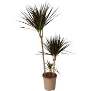 Drakenbloedboom - Dracaena marginata 'Magenta' - Hoogte 110-130cm - ?2...