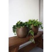 HS Potterie Davos Pot Brons - 25