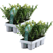 Hulsthaag - Set van 12 - Ilex crenata 'Jenny' - Hoogte 10-20cm - ?9cm