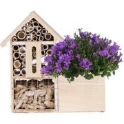 Campanula Addenda Intense Purple in insecten hotel pot - potmaat 12cm ...