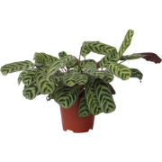 Gebedsplant - Ctenanthe 'burle-marxii' - Hoogte 30-40cm - ?14cm