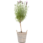 Lavendelboom - Lavandula stoechas 'Anouk' - Hoogte 45-55cm - ?15cm