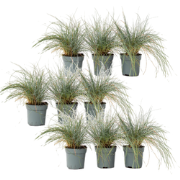 Blauw schapegras - Set van 9 - Festuca 'Elijah Blue' - Hoogte 10-15cm ...