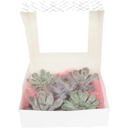 Echeveria - Set van 5 - Echeveria lilacina - Hoogte 7cm