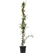 Jasmijn - Trachelospermum jasminoides - Hoogte 110-120cm - ?17cm
