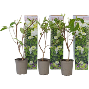 Pluimhortensia - Set van 3 - Hydrangea 'Silver Dollar' - Hoogte 25-40c...
