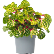 Biefstukplant - Iresine herbstii - Hoogte 20-30cm - ?13cm