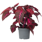 Biefstukplant - Iresine herbstii - Hoogte 20-30cm - ?13cm