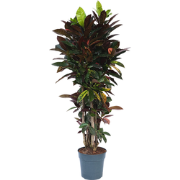 Croton - Codiaeum variegatum 'Mrs. Iceton' - Hoogte 140-150cm - ?31cm