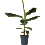 Bananenplant - Musa 'Dwarf Cavendish' - Hoogte 90-100cm - ?21cm
