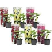 Stookroos - Set van 6 - Alcea rosea - Hoogte 25-40cm - ?9cm