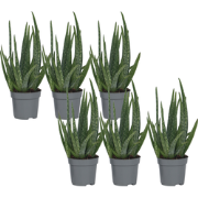 Aloë vera - Set van 6 - Aloe barbadensis - Hoogte 25-40cm - ?10,5cm