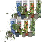 Fruitstruiken - Set van 8 - Actinidia, Vaccinium, Lycium - Hoogte 25-4...