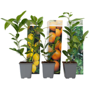 Mix fruitbomen - Set van 3 - Citrus limon - Hoogte 25-40cm - ?9cm
