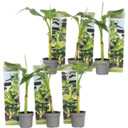 Bananenplant - Set van 6 - Musa basjoo - Hoogte 25-40cm - ?9cm