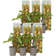 Kiwiplant - Set van 6 - Actinidia deliciosa 'Jenny' - Hoogte 20-40cm -...