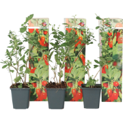 Gojibessen - Set van 3 - Lycium barbarum - Hoogte 25-40cm - ?9cm