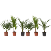 Tuinpalm - Set van 6 - Phoenix Chamaerops Washingtonia - Hoogte 50-70c...