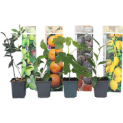Mix fruitbomen - Set van 8 - Hoogte 25-40cm - ?9cm