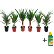 Kamerpalmen met plantenvoeding - Set van 6 - Hoogte 50-70cm - ?14cm