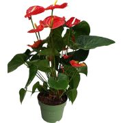 Flamingoplant - Anthurium 'Madural Red' - Hoogte 55-70cm - ø17cm