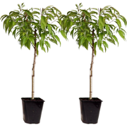 Dwergperzik - Set van 2 - Prunus Bonanza, Saturne - Hoogte 60-70cm - ?...