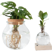 Plantenmix in glas - Set van 2 - Clusia, Monstera - Hoogte 15-35cm - ?...