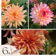 Dahliaknollen - Set van 6 - Dahlia 'Labyrinth' - Paars