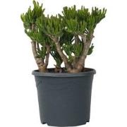 Jadeplant - Crassula ovata 'Hobbit' - Hoogte 55-60cm - ?30cm