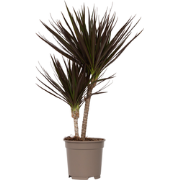 Drakenbloedboom - Dracaena marginata 'Magenta' - Hoogte 70-80cm - ?17c...