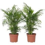 Dwergpalm - Set van 2 - Chamaedorea elegans - Hoogte 50-60cm - ?17cm