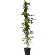 Trompetbloem - Campsis taglibuana 'Mme Galen' - Hoogte 110-120cm - ?17...