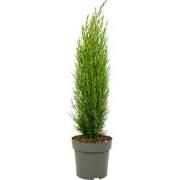 Italiaanse Cipres - Cupressus sempervirens 'Totem' - Hoogte 60-80cm - ...
