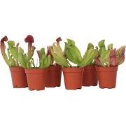 Trompetbekerplant - Set van 6 - Sarracenia purpurea - Hoogte 15-20cm -...
