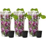 Beverboom - Set van 3 - Magnolia 'Susan' - Hoogte 25-40cm - ?9cm