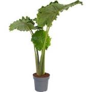 Olifantsoor - Alocasia 'Portodora' - Hoogte 110-120cm - ?32cm