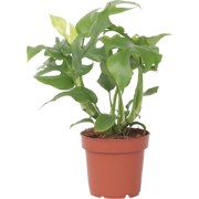 Monstera Minima - Rhaphidophora tetrasperma - Hoogte 20-30cm - ?12cm