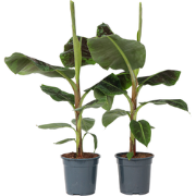 Bananenplant - Set van 2 - Musa 'Dwarf Cavendish' - Hoogte 90-100cm - ...