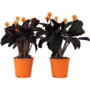 Eeuwige vlam - Set van 2 - Calathea crocata 'Tassmania' - Hoogte 40-50...