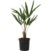 Chinese Waaierpalm - Trachycarpus Fortunei - Hoogte 35-45cm - ?15cm