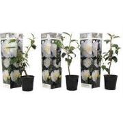 Japanse Roos - Set van 3 - Camellia 'Brush Field' - Hoogte 25-40cm - ?...