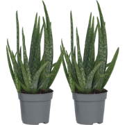 Aloë vera - Set van 2 - Aloe barbadensis - Hoogte 25-40cm - ?10,5cm