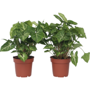 Pijlplant - Set van 2 - Syngonium podophyllum 'Pixie' - Hoogte 25-40cm...