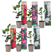 Japanse Roos - Set van 6 - Camellia japonica - Hoogte 25-40cm - ?9cm