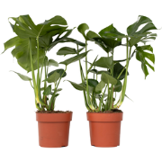 Gatenplant - Set van 2 - Monstera deliciosa - Hoogte 70-80cm - ?21cm