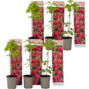 Frambozenplant - Set van 6 - Rubus ideaus 'Autumn Bliss' - Hoogte 25-4...