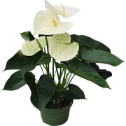 Flamingoplant - Anthurium 'Alpine White' - Hoogte 40-55cm - ø14cm