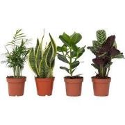 Gemakkelijke kamerplanten - Set van 4 - Hoogte 25-40cm - ?12cm